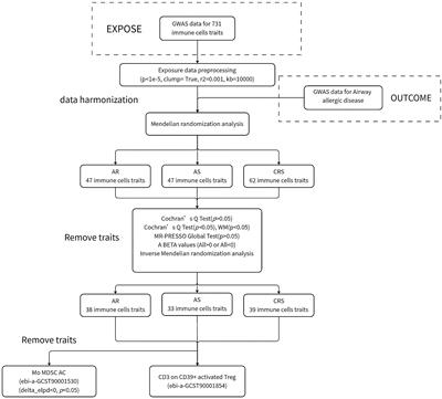 Pathogenic role of different phenotypes of immune cells in airway allergic diseases: a study based on Mendelian randomization